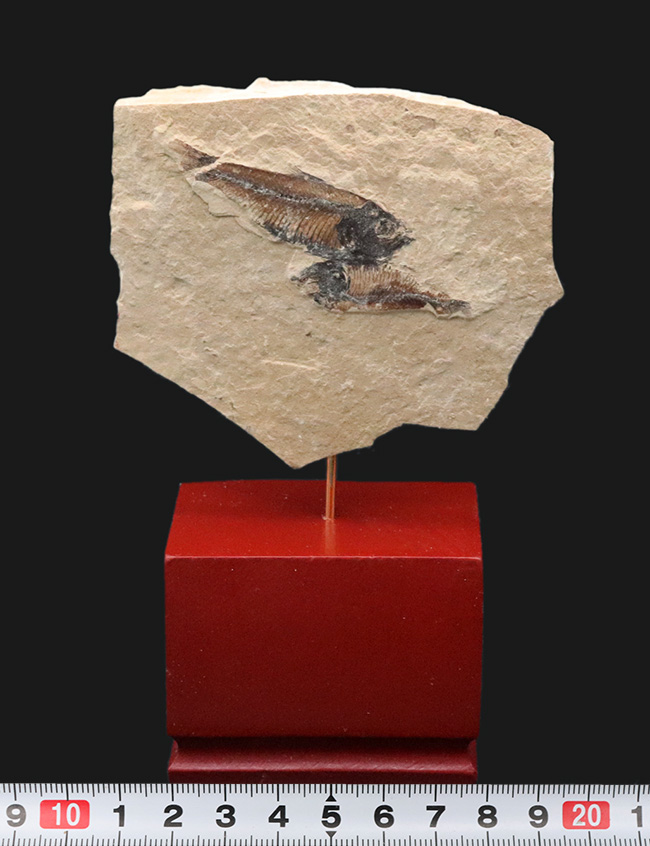 木製土台のおかげでデスク置きも可能！およそ５０００万年前の絶滅古代魚、ゴシウテクティス（Gosiutichtys）のマルチプレート化石（その6）