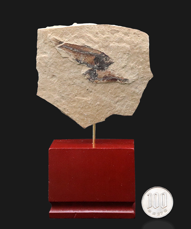 木製土台のおかげでデスク置きも可能！およそ５０００万年前の絶滅古代魚、ゴシウテクティス（Gosiutichtys）のマルチプレート化石（その7）