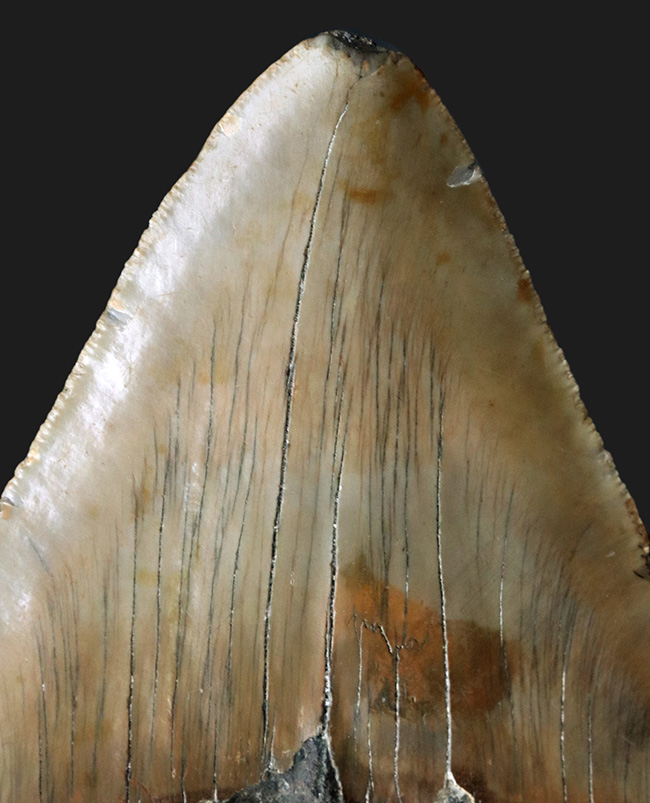 ハンターからの一次標本！１００％ナチュラルであることが確認されているメガロドン（Carcharocles megalodon）の美しい歯化石（その3）