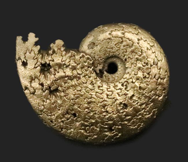 縫合線が美しい、フランス・アヴェロン産の黄鉄鉱化アンモナイト（Ammonite）（その1）