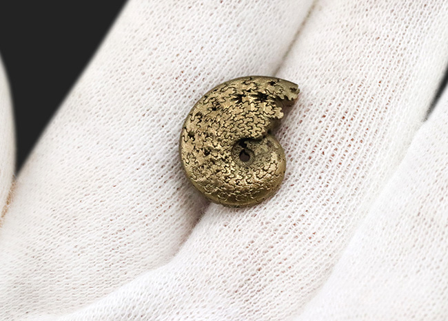 縫合線が美しい、フランス・アヴェロン産の黄鉄鉱化アンモナイト（Ammonite）（その4）