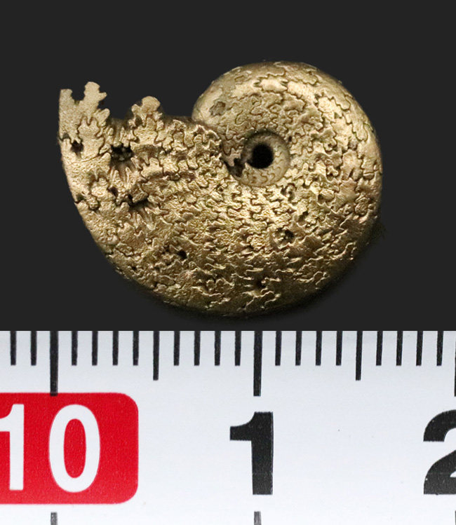 縫合線が美しい、フランス・アヴェロン産の黄鉄鉱化アンモナイト（Ammonite）（その6）