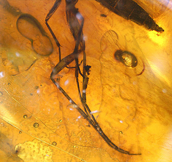 ビッグサイズ！最大部６．８ｃｍ。大きなキノコバエ科の虫が居座るバルト海産琥珀（その11）