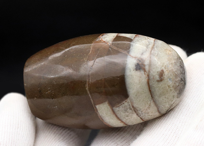 アンモナイトの祖先の一つ、古生代デボン紀の頭足類、オルソセラス（Orthoceras）の磨石（その3）