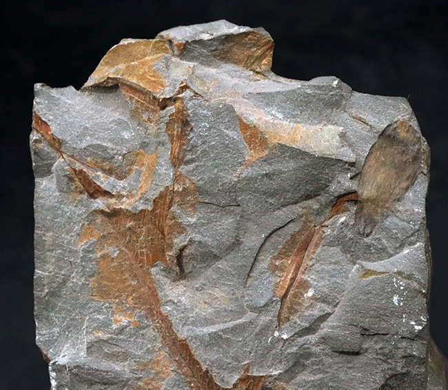 ４億年以上前に生えていた最古の木生シダの一つ、プシロフィトン（Psilopyton princeps）が葉、枝が保存されたプレート化石（その2）