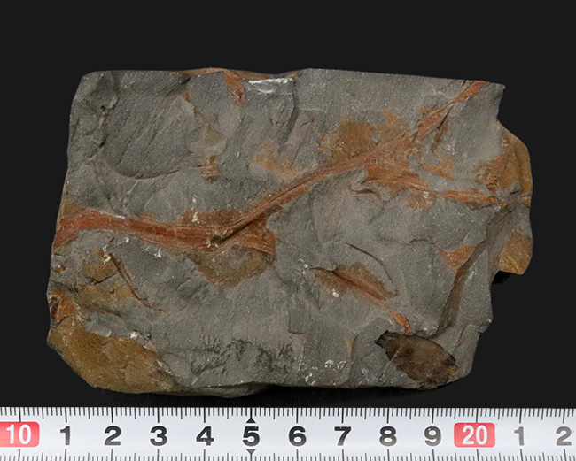 ４億年以上前に生えていた最古の木生シダの一つ、プシロフィトン（Psilopyton princeps）が葉、枝が保存されたプレート化石（その8）