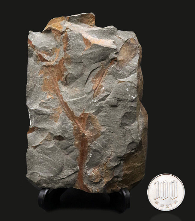 ４億年以上前に生えていた最古の木生シダの一つ、プシロフィトン（Psilopyton princeps）が葉、枝が保存されたプレート化石（その9）