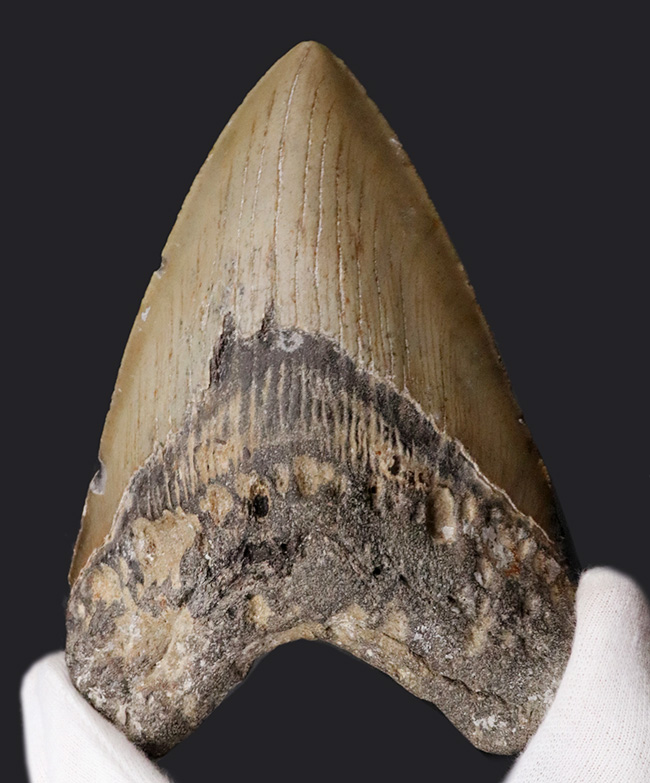 １４センチ級！ナイスカラー！出自が明確な一次標本！１００％ナチュラルであることが確認済みの希少なメガロドン（Carcharocles megalodon）の巨大歯化石（その2）