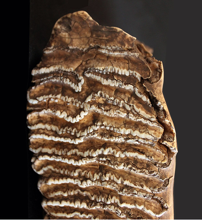 最大級サイズ、重量を誇り、かつ保存状態もパーフェクト！６キロ超え、３０センチに迫る、ケナガマンモス（Mammuthus primigenius）の特大の臼歯化石（その6）