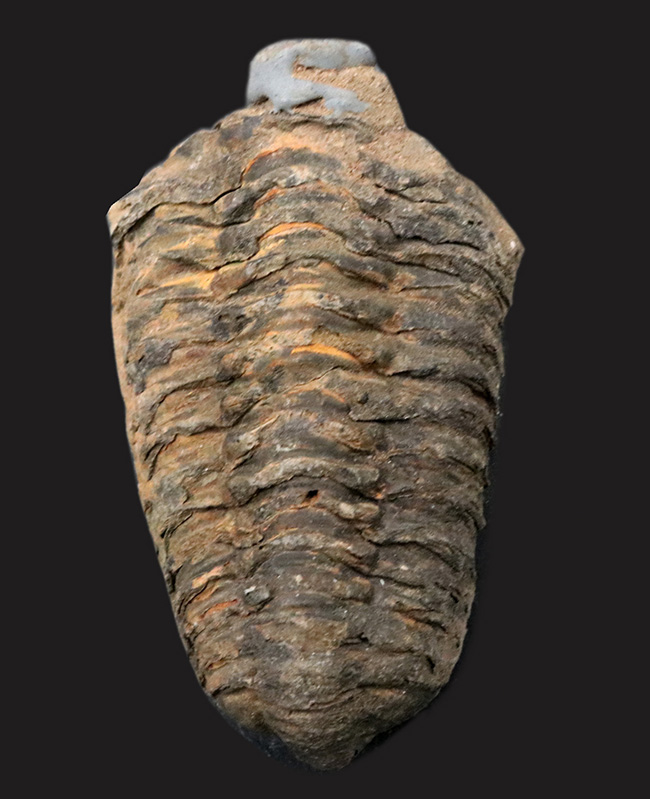 オルドビス紀の古い三葉虫、ディアカリメネ・ウーズレグイ（Diacalymene）（その1）