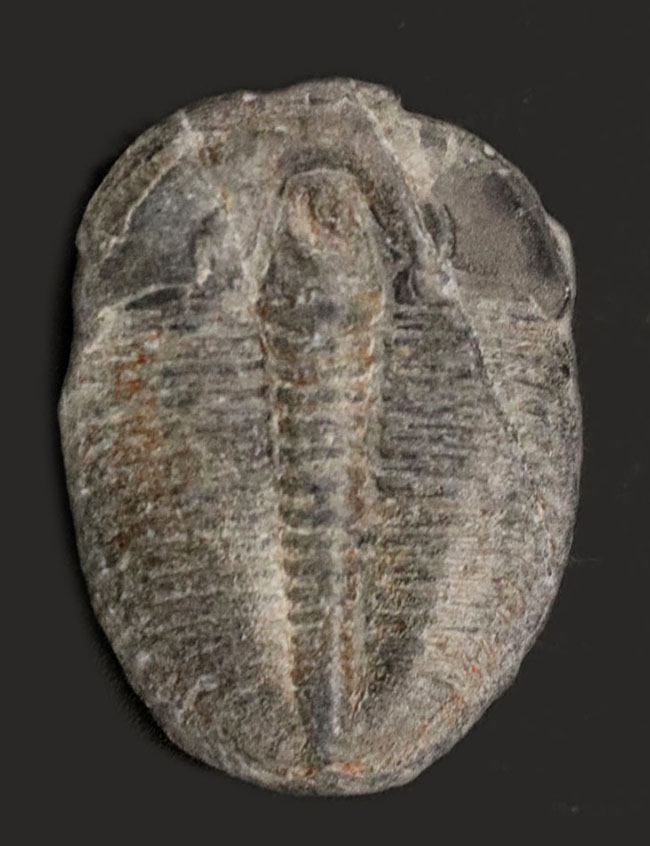 最も名の知れた最古の三葉虫！米国ユタ州を代表する三葉虫、エルラシア・キンギ（Elrathia Kingi）（その1）