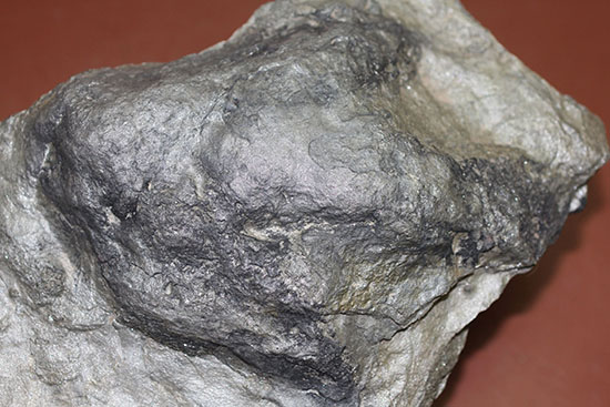 ３本指が明瞭に残された恐竜（獣脚類）グラレーターの足跡化石（Grallator track）（その11）