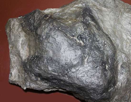 ３本指が明瞭に残された恐竜（獣脚類）グラレーターの足跡化石（Grallator track）（その13）