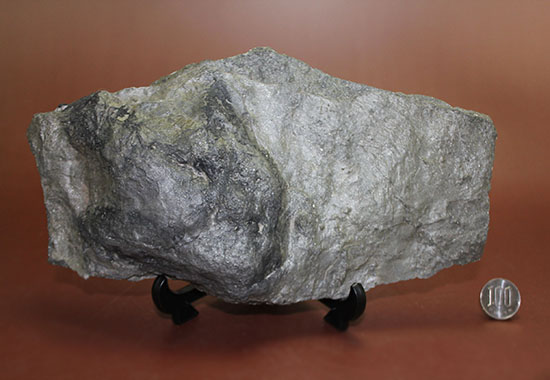 ３本指が明瞭に残された恐竜（獣脚類）グラレーターの足跡化石（Grallator track）（その14）