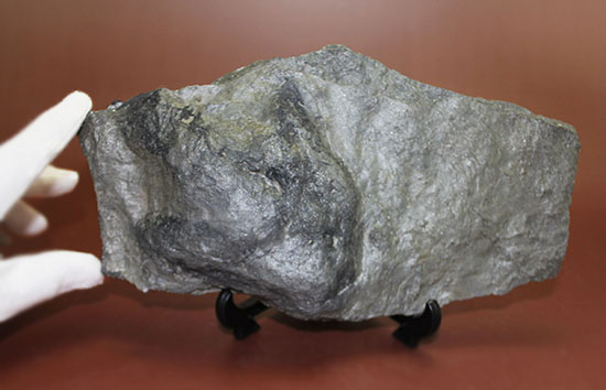 ３本指が明瞭に残された恐竜（獣脚類）グラレーターの足跡化石（Grallator track）（その5）