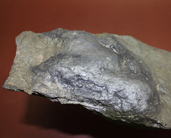 ３本指が明瞭に残された恐竜（獣脚類）グラレーターの足跡化石（Grallator track）（その7）