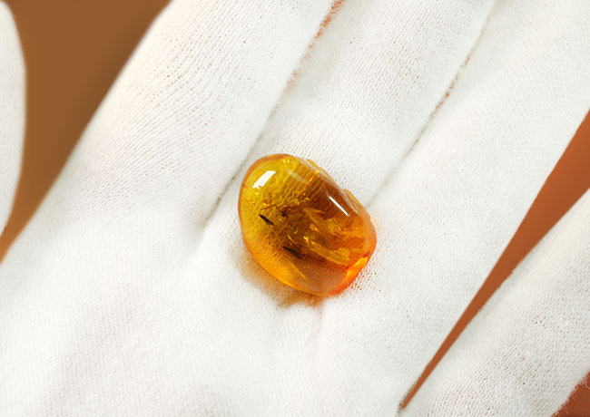 ４０００万年以上前の生態系の一部が保存された透明度の高いバルト海産の琥珀（Amber）（その3）