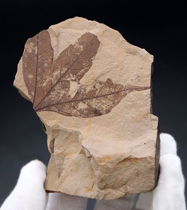 極めて上質、見事な三股の形、カエデ科の植物の葉の化石。石川県珠洲市産。（その2）