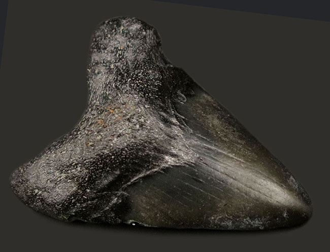 ノーリストア（無修復）のナチュラルなメガロドン（Carcharocles megalodon）の歯化石（その1）