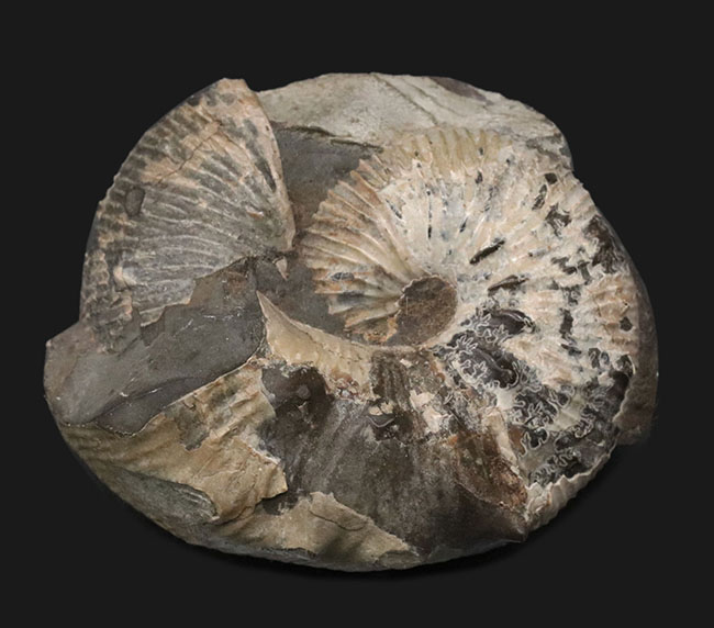 米国サウスダコタ州産のアンモナイト、スカフィテス（Scaphites）の化石（その1）
