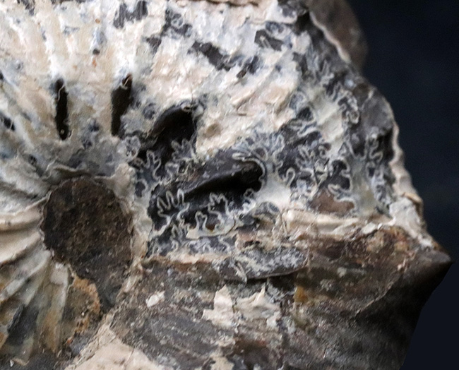 米国サウスダコタ州産のアンモナイト、スカフィテス（Scaphites）の化石（その4）