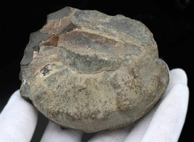 米国サウスダコタ州産のアンモナイト、スカフィテス（Scaphites）の化石（その7）