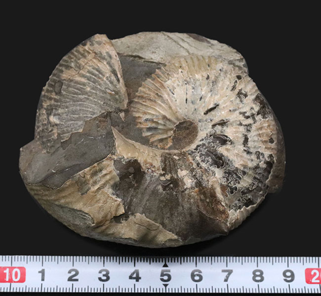 米国サウスダコタ州産のアンモナイト、スカフィテス（Scaphites）の化石（その9）