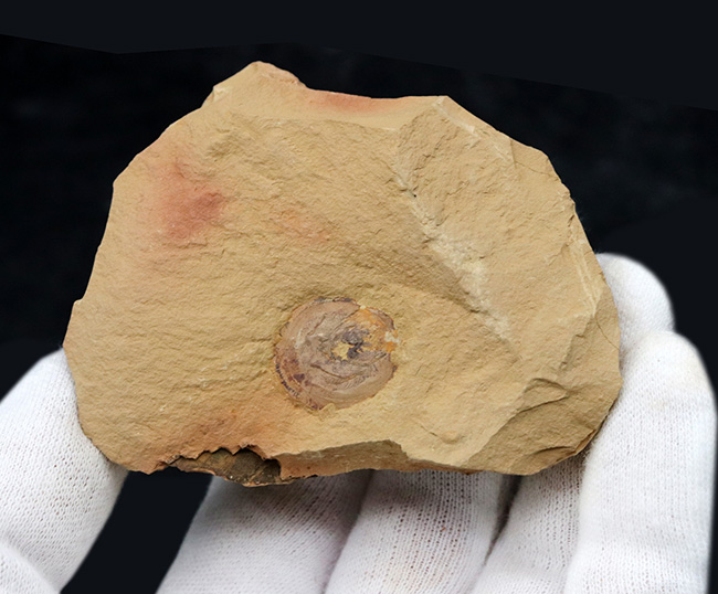 最も初期の高等生物の一つ、カンブリア爆発で誕生した生物の一つ、ヘリオメデューサ（Heliomedusa orienta）の上質化石（その3）