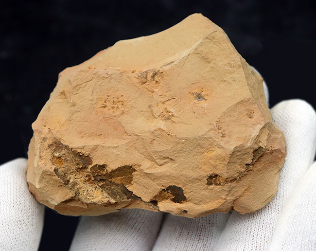 最も初期の高等生物の一つ、カンブリア爆発で誕生した生物の一つ、ヘリオメデューサ（Heliomedusa orienta）の上質化石（その4）