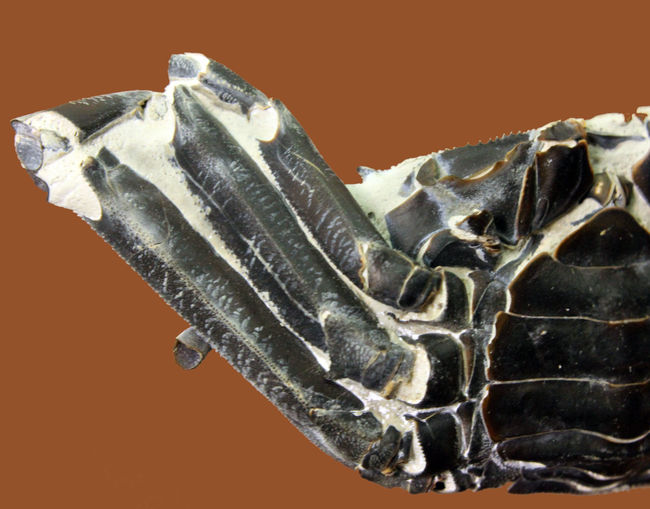 リーズナブル価格にてご提供、特大かつディティールまで保存！立体的な新生代のカニ化石（その2）