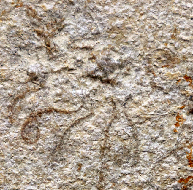 大判！ドイツ・ゾルンホーフェン産ジュラ紀の海洋生物、サッココーマ（Saccocoma tenella）のマルチプレート化石（その3）
