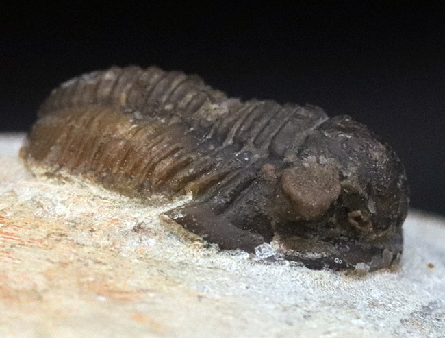 古生代デボン紀の可愛らしい三葉虫、ゲラストス・グラヌロサス（Gerastos granulosus）の良質化石（その1）