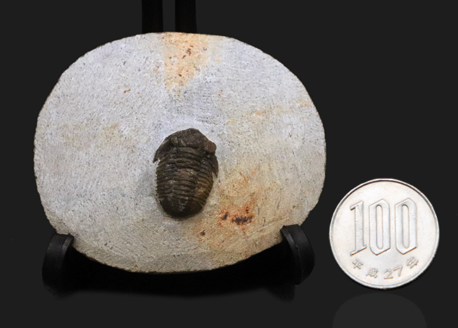 古生代デボン紀の可愛らしい三葉虫、ゲラストス・グラヌロサス（Gerastos granulosus）の良質化石（その10）