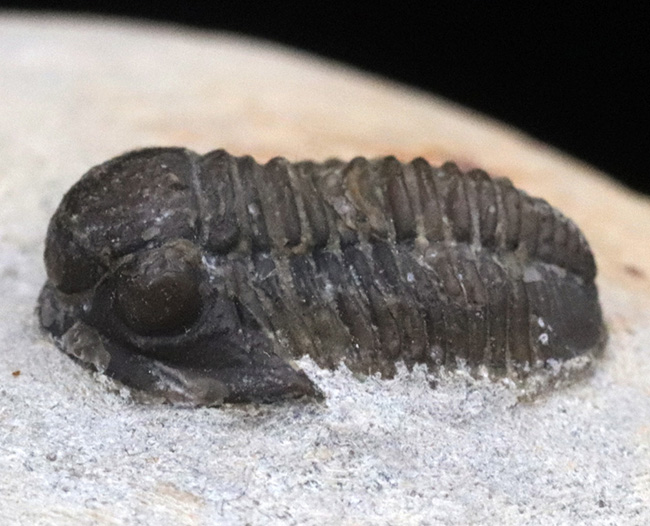 古生代デボン紀の可愛らしい三葉虫、ゲラストス・グラヌロサス（Gerastos granulosus）の良質化石（その4）