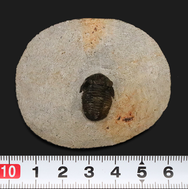 古生代デボン紀の可愛らしい三葉虫、ゲラストス・グラヌロサス（Gerastos granulosus）の良質化石（その9）