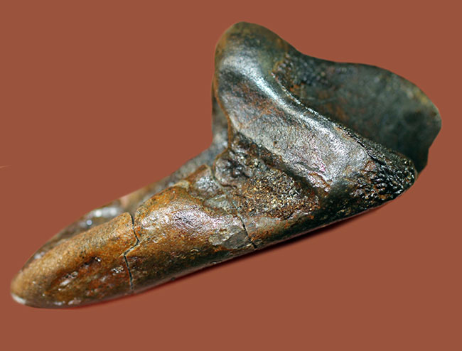 特大！４５ミリ。極めて希少なトリケラトプスのダブル＆フルルート歯化石。（その8）