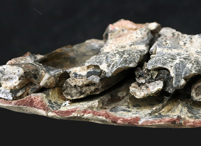 今後３０年以上大切にしていただきたい、標本の価値が分かる方に！この化石の価値は７本の総和ではない、デンタルバッテリー構造がそのまま保存されたティラノサウルス科の雄、ダスプレトサウルスの上顎化石（その12）