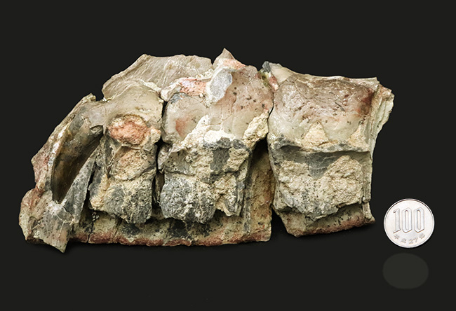 今後３０年以上大切にしていただきたい、標本の価値が分かる方に！この化石の価値は７本の総和ではない、デンタルバッテリー構造がそのまま保存されたティラノサウルス科の雄、ダスプレトサウルスの上顎化石（その14）