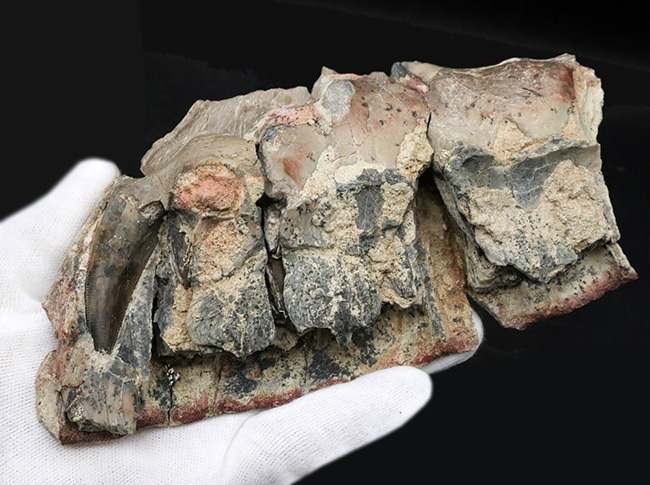 今後３０年以上大切にしていただきたい、標本の価値が分かる方に！この化石の価値は７本の総和ではない、デンタルバッテリー構造がそのまま保存されたティラノサウルス科の雄、ダスプレトサウルスの上顎化石（その2）