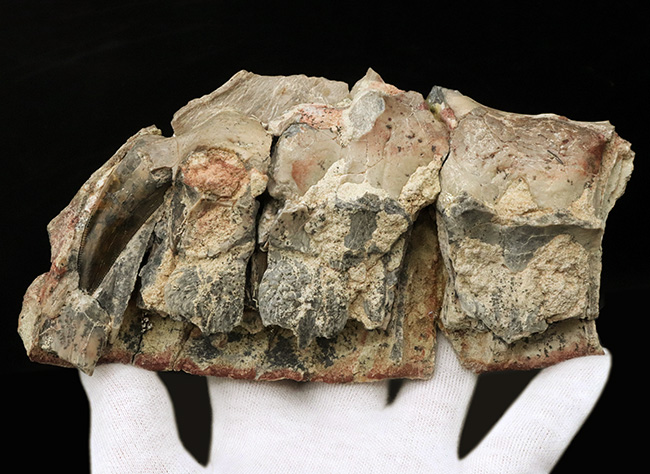 今後３０年以上大切にしていただきたい、標本の価値が分かる方に！この化石の価値は７本の総和ではない、デンタルバッテリー構造がそのまま保存されたティラノサウルス科の雄、ダスプレトサウルスの上顎化石（その5）