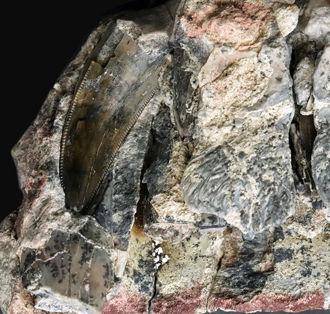 今後３０年以上大切にしていただきたい、標本の価値が分かる方に！この化石の価値は７本の総和ではない、デンタルバッテリー構造がそのまま保存されたティラノサウルス科の雄、ダスプレトサウルスの上顎化石（その9）
