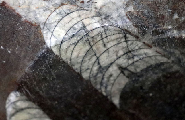 古生代の海をお部屋に展示しませんか？オルソセラス化石がプレートに！デボン紀オルソセラスお皿の化石（Orthoceras）（その5）