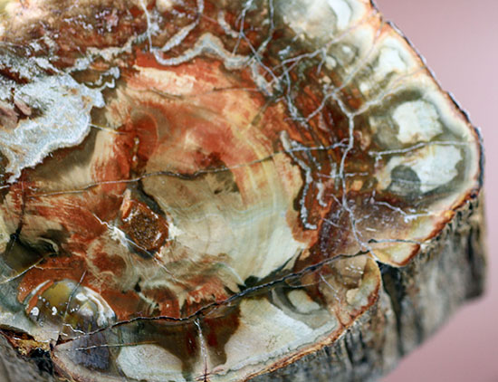 ２億年超前の木化石が鮮やかに現代に現れました！両面ポリッシュで２面展示できる、赤が主役のマダガスカル産珪化木（ケイカボク）（その12）