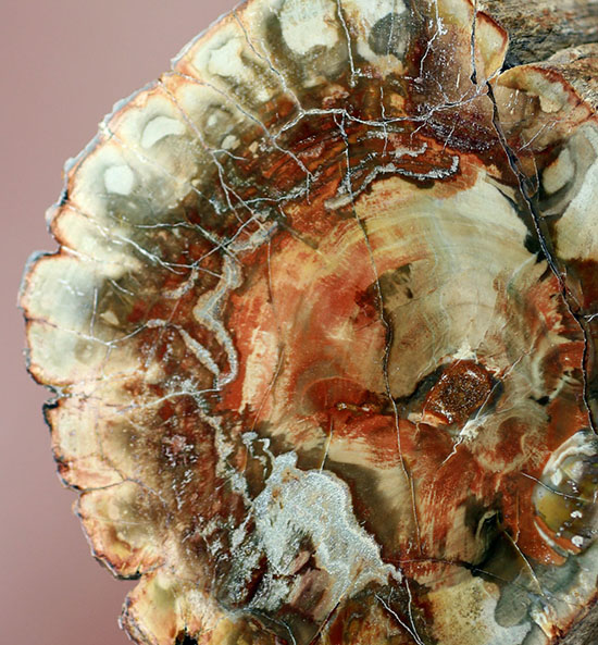 ２億年超前の木化石が鮮やかに現代に現れました！両面ポリッシュで２面展示できる、赤が主役のマダガスカル産珪化木（ケイカボク）（その13）