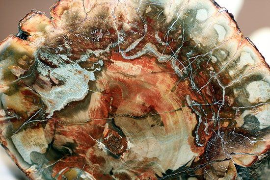 ２億年超前の木化石が鮮やかに現代に現れました！両面ポリッシュで２面展示できる、赤が主役のマダガスカル産珪化木（ケイカボク）（その14）