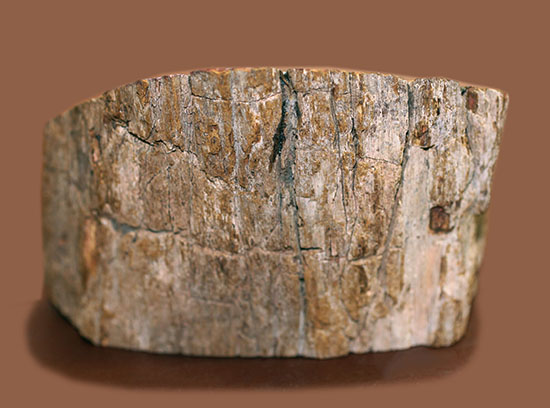 ２億年超前の木化石が鮮やかに現代に現れました！両面ポリッシュで２面展示できる、赤が主役のマダガスカル産珪化木（ケイカボク）（その4）