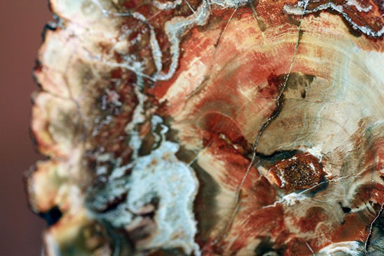 ２億年超前の木化石が鮮やかに現代に現れました！両面ポリッシュで２面展示できる、赤が主役のマダガスカル産珪化木（ケイカボク）（その5）