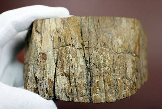 ２億年超前の木化石が鮮やかに現代に現れました！両面ポリッシュで２面展示できる、赤が主役のマダガスカル産珪化木（ケイカボク）（その7）
