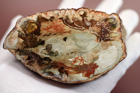 ２億年超前の木化石が鮮やかに現代に現れました！両面ポリッシュで２面展示できる、赤が主役のマダガスカル産珪化木（ケイカボク）（その8）