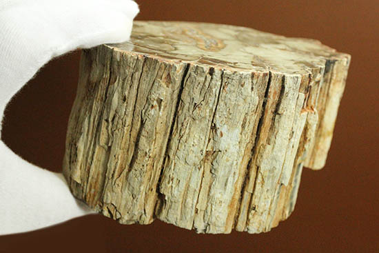 側面の木肌が凄い！古代の木が化石になった珪化木（ケイカボク）/中生代三畳紀（2億5100万 -- 1億9500万年前）【ot1044】